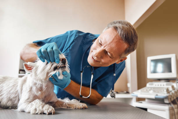 Best Emergency Dental Surgery in Timberlake, VA